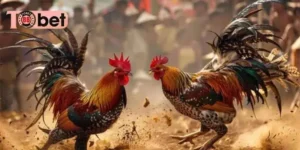 Đá gà trực tiếp