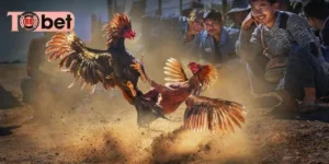 gà cựa dao hôm nay
